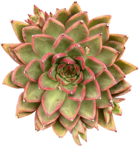 Miniatura 13 de Sprout N Green Echeveria agavoides 'Lipstick', suculenta viva totalmente arraigada en maceta de inicio de 4 pulgadas, planta de casa para interiores