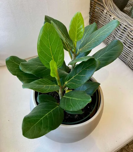 Miniatura 10 de Ficus Tree - Paquete de 5 plantas de inicio en macetas de 2 pulgadas, variedad de variedades, impresionante planta interior de fácil cuidado