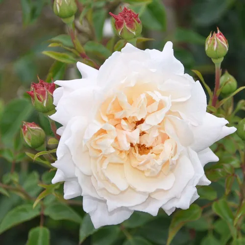 Miniatura 6 de Own-Root - Rosa leyenda inglesa de un galón Penny Lane™ de Heirloom Roses