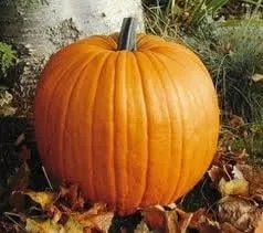 Calabaza Connecticut Field Great Heirloom Vegetable by Seed Kingdom Bulk Semillas de 1 libra