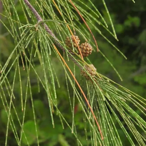 Casuarina equisetifolia (Sheoak de playa, pino australiano) Semillas de árbol, valiosas para la construcción, leña y producción de carbón, semillas