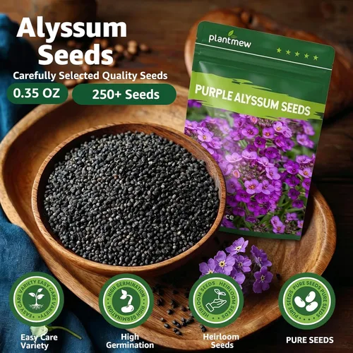 Miniatura 4 de Semillas de Alyssum para plantar, alfombra real morada, semillas de flores de Alyssum moradas dulces, semillas de cobertura del suelo perennes