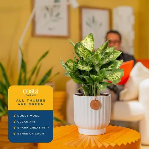 Miniatura 5 de Costa Farms Dieffenbachia, planta viva de galatea en maceta decorativa, fácil de mantener, planta de interior perfecta para el hogar, habitación u