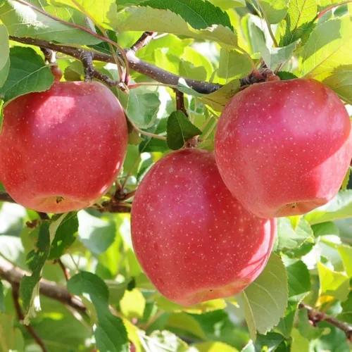 Miniatura 6 de Semillas de frutas mixtas para plantar, 40 unidades, limón, naranja, manzana, maracuyá, 10 unidades, arándano, 10 unidades, cereza, semillas frescas