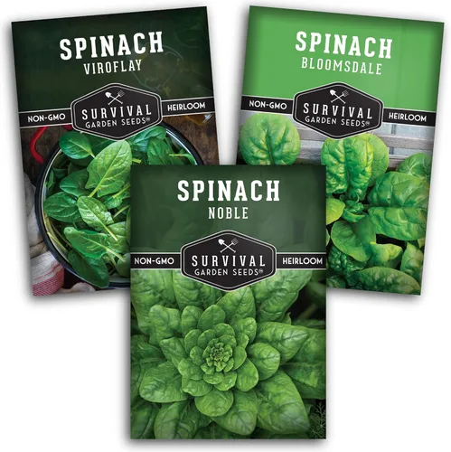 Colección de semillas de espinaca – Paquete de 3 variedades de semillas para plantar – Variedades de espinaca Viroflay, Noble Gigante, Bloomsdale –