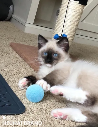Miniatura 9 de Paquete de 40 pelotas para gatos - Divertidos juguetes interactivos para gatos y gatitos de interior (tiempo de juego)