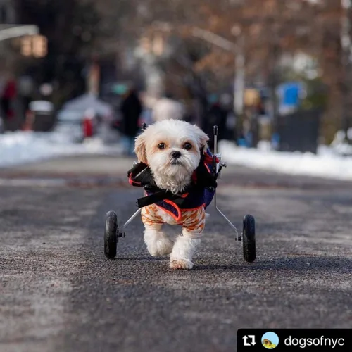 Miniatura 2 de Best Friend Mobility Silla de ruedas para perros - Tamaño XXS