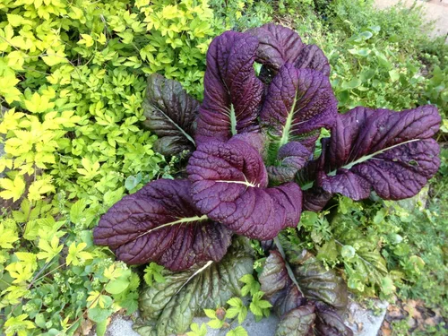 Miniatura 2 de TomorrowSeeds - Japanese Giant Red Mustard Green Seeds - 18,000+ Count - for 2026 Planting Non-GMO Heirloom Purple Garden Vegetable Collards Green