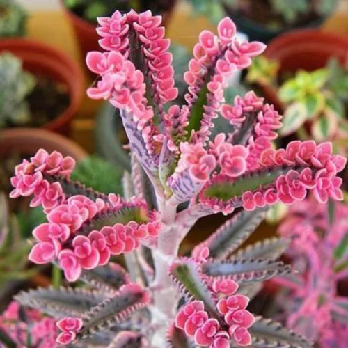 Miniatura 5 de Kalanchoe - Mariposa rosa, planta Kalanchoe rosa viva en maceta de 2 pulgadas, madre de miles de suculentas abigarradas planta de interior viva