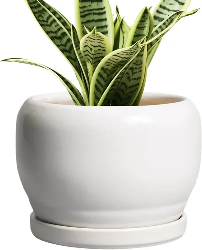 Miniatura 37 de SQOWL Macetas de cerámica – Maceta de 6 pulgadas con orificio de drenaje y bandeja, maceta redonda para plantas de interior, maceta decorativa