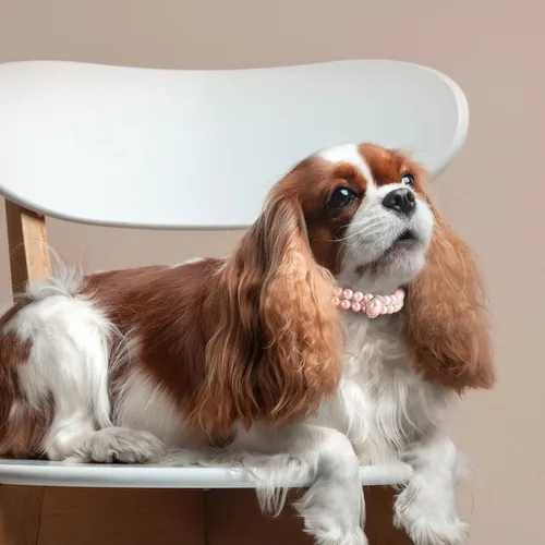 Miniatura 2 de Collares de perlas grandes para perros pequeños y gatos con decoración de diamantes de imitación de cristal, collar ajustable de piel sintética