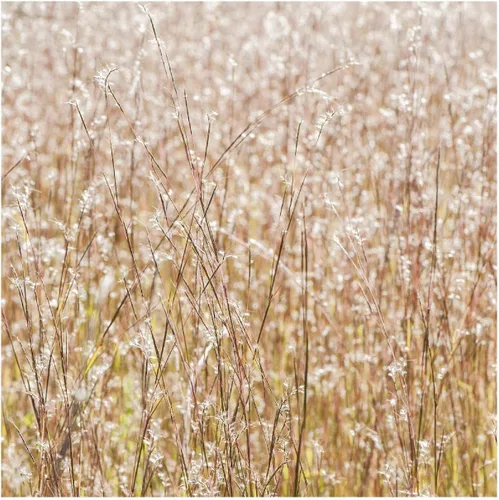 Miniatura 6 de Everwilde Farms - 1000 semillas de hierba nativa Little Bluestem - Paquete de semillas jumbo Gold Vault