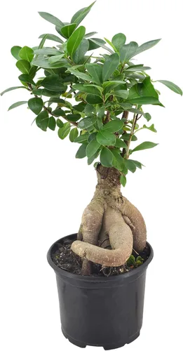 Miniatura 2 de Arcadia Garden Products LV62 - Bonsái de Ginseng Ficus vivo para interiores en maceta de plástico de cultivo de 6 pulg., 15 cm, verde *Vendido por