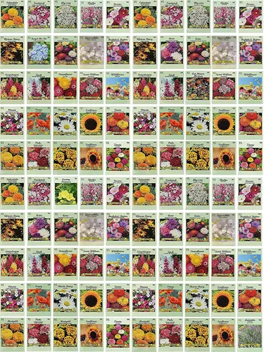 Miniatura 5 de Juego de semillas de flores, variedades de flores de semillas de alta calidad sin OMG y reliquias para plantar, girasol, caléndula, lavanda y mucho