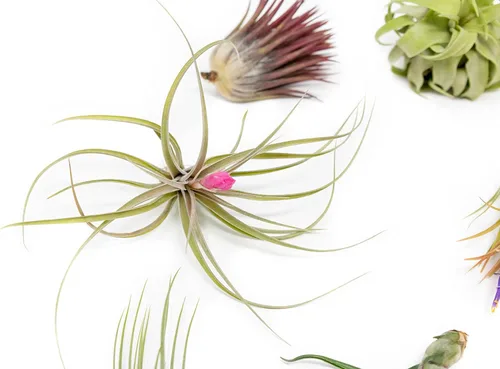 Miniatura 3 de Paquete de bolsas de agarre, plantas de aire pequeñas y medianas, paquete de fertilizantes, al por mayor, a granel, Tillandsia viva, planta