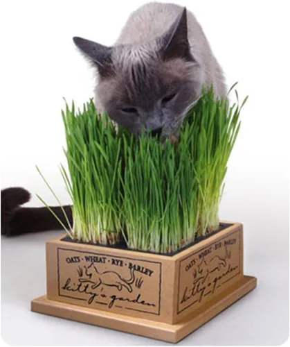Miniatura 3 de SmartCat jardín para gato, Preguntas - por email