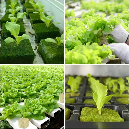 Miniatura 7 de Legigo Cubos de lana de roca de 1 pulgada para hidroponía, cubos de cultivo para plantación de lana de roca para torre hidropónica, jardín, plantas