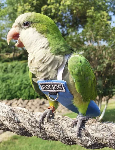 Miniatura 2 de Trajes y pañales de vuelo de aves Poli(L) - Reutilizables, impermeables, suministros para pájaros para mascotas