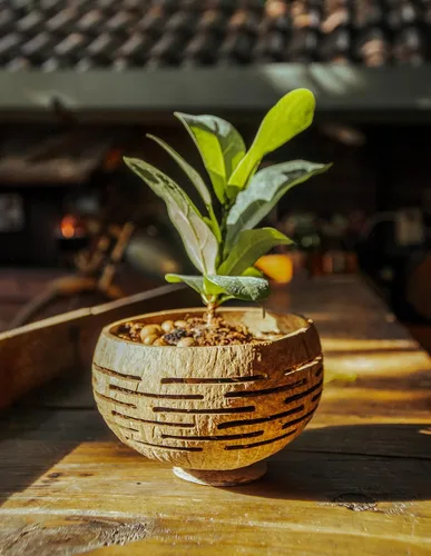 Miniatura 5 de Rainforest Bowls Horizons - Maceta de coco con orificio de drenaje, perfecta para suculentas, flores, plantas pequeñas, jardines interiores