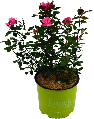 Miniatura 10 de Green Promise Farms Rosa Knock Out (Reblooming) Rose, contenedor tamaño 2, flores de coral