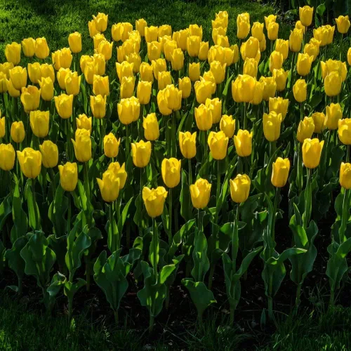 Miniatura 3 de Bulbos de floración de primavera de tulipán perenne amarillo dorado gigante (6)