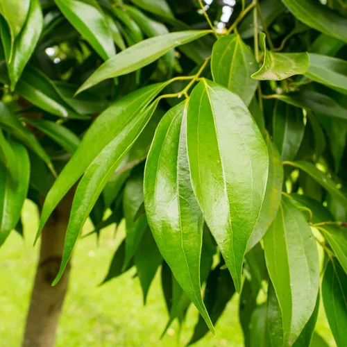 Miniatura 5 de Herb Pharm Extracto líquido de canela: Corteza de canela orgánica certificada para apoyo del sistema gastrointestinal y digestivo, sin gluten