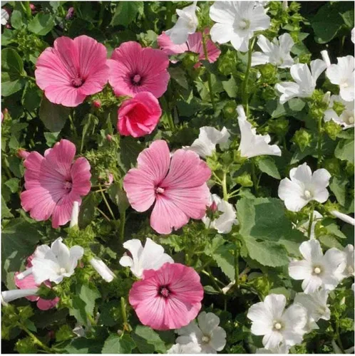 Miniatura 2 de Everwilde Farms - Semillas de flores silvestres de malva rosa de 1 onza - Gold Vault