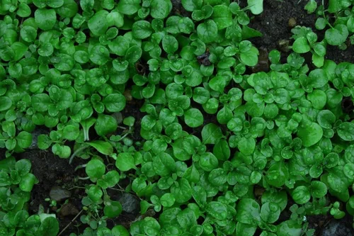 Miniatura 2 de Semillas de ensalada de maíz Aka, Mache,Lechuga de cordero, ensalada de campo, (Valerianella Locusta) (1/4 lb)