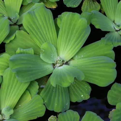 Miniatura 3 de Lechuga acuática Plantas flotantes vivas para estanques acuáticos (1 lechuga de agua)
