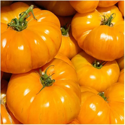 Everwilde Farms - Semillas de tomate tradicionales de brandywine amarillo orgánico de 1 onza - Paquete Gold Vault