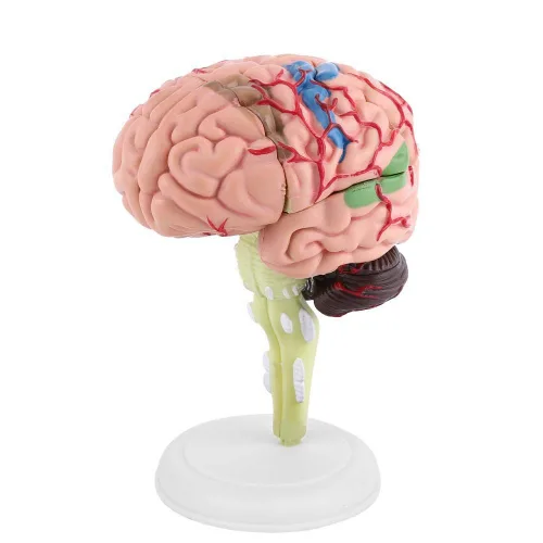 Modelo de cerebro humano, modelo cerebral anatómico médico con arterias para ciencias Exhibición de estudio en el aula Modelo médico de enseñanza