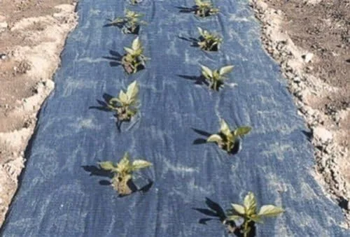 Macetas biodegradables negras de 4 pies x 100 pies de mantillo de papel de Grower's Solution