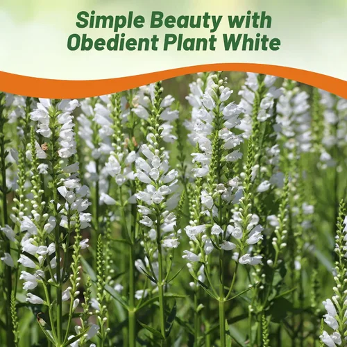 Miniatura 6 de Outsidepride Semillas de plantas obedientes – 1000 unidades. Semillas perennes, de bajo mantenimiento y fáciles de cultivar, semillas de flores