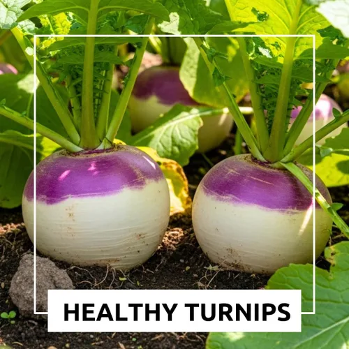 Miniatura 3 de Semillas de nabo moradas a granel – 20 libras – Brassica Rapa Purple Top Nabo para parcelas de alimentos, forraje de ciervos y cultivos de cobertura