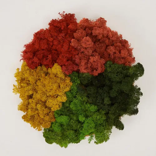 Miniatura 46 de Musgo de Reno Preservado Verde Natural Kit de Bricolaje Arte de Jardinería Decoración de Pared Decoración de Floristería Decoración de Mesa