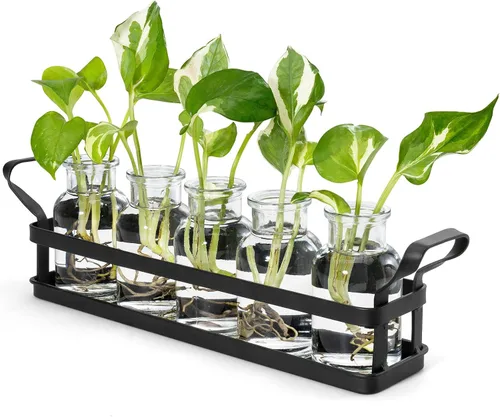 Mkono Estaciones de propagación con soporte de metal, plantas de escritorio, terrario de vidrio, jarrón para plantas hidropónicas, corte de flores,