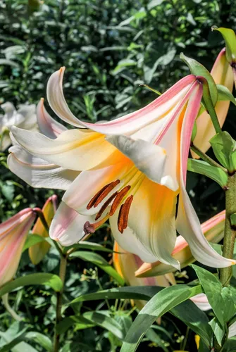 Miniatura 3 de 10 semillas de flores blancas y rosas de Royal / King's Lilium Regale