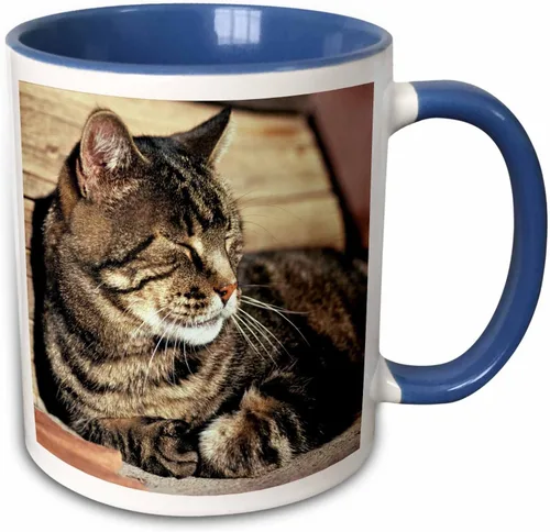 Miniatura 8 de 3dRose (mug_94870_1) Utah, Capitol Reef NP. Sleeping atigrado cat - US45 RER0114 - Ric Ergenbright - Taza de cerámica, 11 onzas Blanco