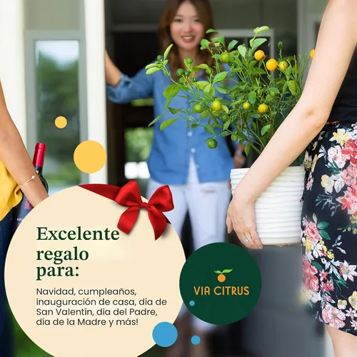 Miniatura 5 de Calamondin Tree - Plantas vivas para exteriores de 18 a 22 pulgadas de alto, árboles frutales de interior enanos, plantas vivas que no se pueden
