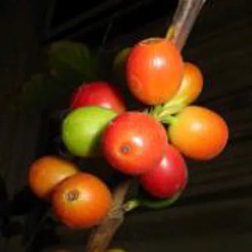 Semillas de árbol de café (más de 20 semillas) | Sin OGM | Semillas de flores de hierbas y frutas vegetales para plantar | Paquete de invernadero de