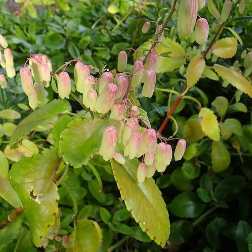 Miniatura 4 de Kalanchoe Pinnata Planta viva, planta Kalanchoe viva, 4-8 pulgadas de alto, en maceta de 4 pulgadas, planta viva suculenta Kalanchoe para plantar