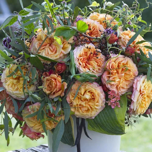 Miniatura 3 de Rosas Heirloom Grandiflora, planta de raíz propia viva para jardín al aire libre, Sunbelt® Crazy Love™, Moderadamente fragantes, Zonas