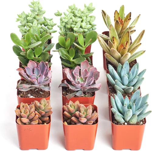 Miniatura 8 de Shop Succulents Colección surtida Surtido variado de plantas suculentas reales de interior, totalmente arraigadas, paquete de 20 unidades B