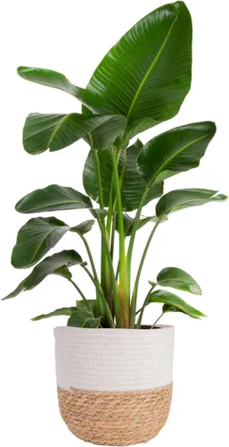 Miniatura 17 de Costa Farms White Bird of Paradise - Planta viva en maceta decorativa, planta de interior grande, perfecta para decoración del hogar, habitación u