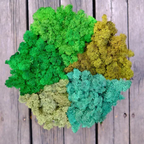 Miniatura 34 de Musgo de Reno Preservado Verde Natural Kit de Bricolaje Arte de Jardinería Decoración de Pared Decoración de Floristería Decoración de Mesa