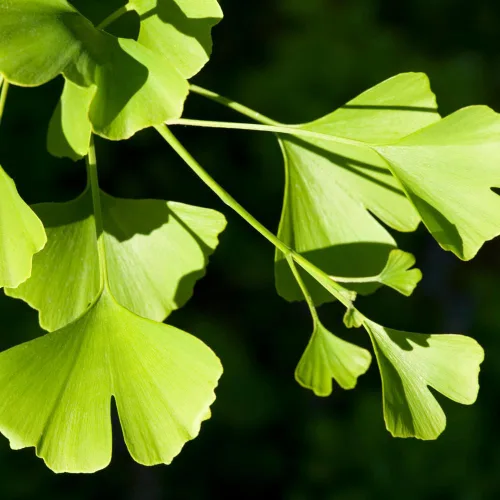 Miniatura 4 de TriStar Plants Árbol de Ginkgo Biloba - Contenedor de 1 galón - El árbol vivo se envía rápido, de rápido crecimiento, raíces establecidas