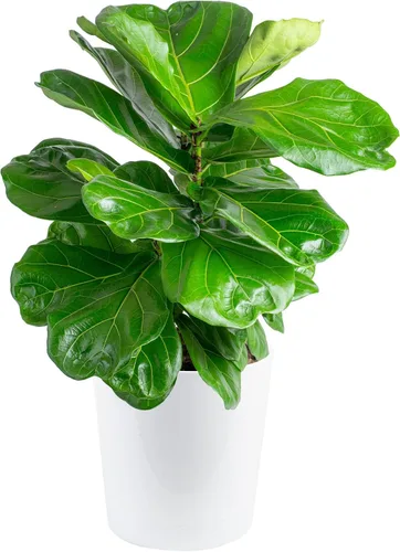 Miniatura 10 de Costa Farms Ficus Lyrata, higo vivo de hoja de violín, árbol de interior, Jardinera de decoración