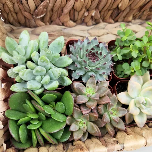 Miniatura 11 de Plantas suculentas vivas (paquete de 6) plantas suculentas en maceta, plantas vivas de interior, plantas de interior vivas, plantas