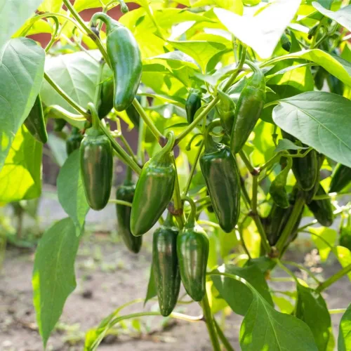 Miniatura 3 de Semillas de Pimiento Jalapeño (150 Semillas)