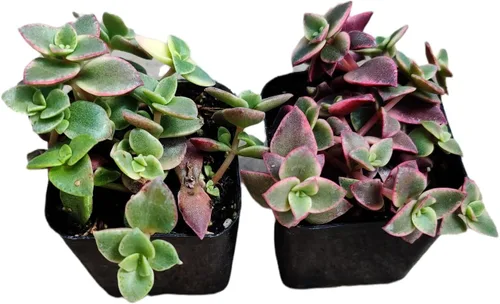 Miniatura 7 de Plantas de cactus suculentas vivas (juego de dos macetas de 2 pulgadas) (pata de oso de cotiledón tomentosa 'verde+ abigarrada')